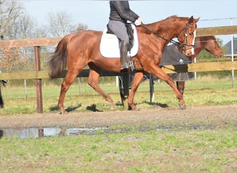 Pozostałe rasy, Klacz, 12 lat, 168 cm, Kasztanowata