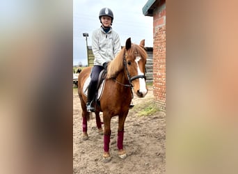 Pozostałe rasy, Klacz, 13 lat, 140 cm, Kasztanowata