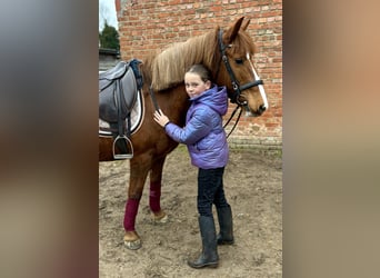 Pozostałe rasy, Klacz, 13 lat, 140 cm, Kasztanowata