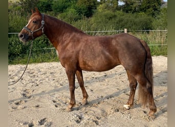 Pozostałe rasy, Klacz, 13 lat, 155 cm, Ciemnokasztanowata