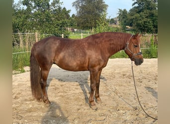 Pozostałe rasy, Klacz, 13 lat, 155 cm, Ciemnokasztanowata