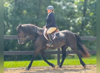 Pozostałe rasy, Klacz, 13 lat, 160 cm, Kara