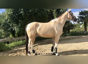 Pozostałe rasy, Klacz, 17 lat, 167 cm, Cremello