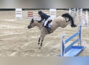 Pozostałe rasy, Klacz, 17 lat, 167 cm, Cremello