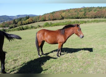 Pozostałe rasy, Klacz, 3 lat, 125 cm, Gniada