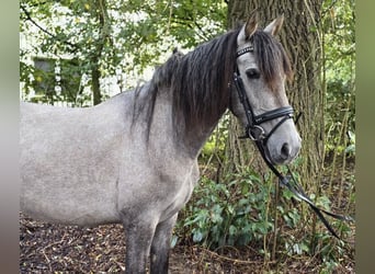 Pozostałe rasy, Klacz, 3 lat, 146 cm, Siwa