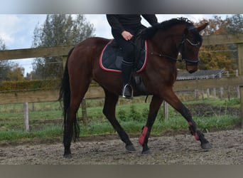 Pozostałe rasy, Klacz, 4 lat, 159 cm, Ciemnogniada