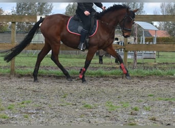 Pozostałe rasy, Klacz, 4 lat, 159 cm, Ciemnogniada