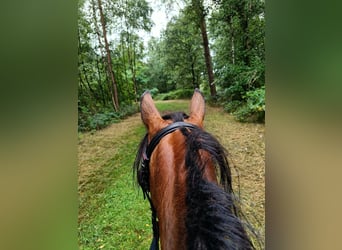 Pozostałe rasy, Klacz, 6 lat, 115 cm, Gniada