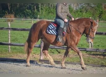 Pozostałe rasy, Klacz, 6 lat, 152 cm, Kasztanowata