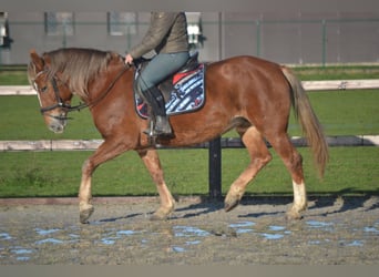 Pozostałe rasy, Klacz, 7 lat, 152 cm, Kasztanowata