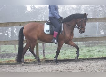 Pozostałe rasy, Klacz, 7 lat, 157 cm, Gniada