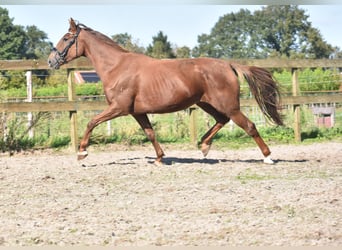 Pozostałe rasy, Klacz, 7 lat, 162 cm, Kasztanowata