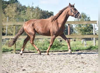 Pozostałe rasy, Klacz, 7 lat, 162 cm, Kasztanowata