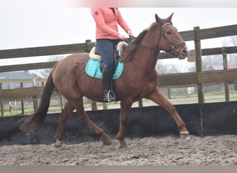 Pozostałe rasy, Klacz, 7 lat, 165 cm, Kasztanowata