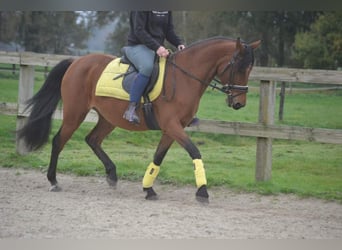 Pozostałe rasy, Klacz, 8 lat, 145 cm, Gniada