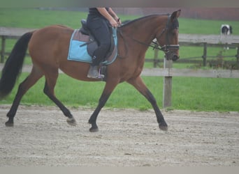 Pozostałe rasy, Klacz, 8 lat, 145 cm, Gniada