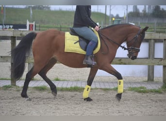 Pozostałe rasy, Klacz, 8 lat, 145 cm, Gniada