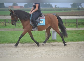 Pozostałe rasy, Klacz, 8 lat, 145 cm, Gniada