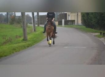 Pozostałe rasy, Klacz, 8 lat, 145 cm, Gniada