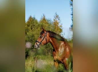 Pozostałe rasy Mix, Klacz, 8 lat, 155 cm, Gniada