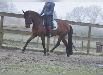 Pozostałe rasy, Klacz, 8 lat, 157 cm, Gniada