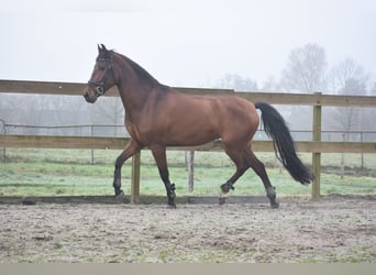 Pozostałe rasy, Klacz, 8 lat, 157 cm, Gniada