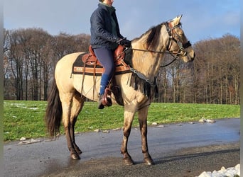 Pozostałe rasy, Klacz, 9 lat, 155 cm, Bułana