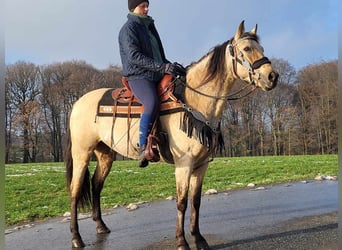 Pozostałe rasy, Klacz, 9 lat, 155 cm, Bułana