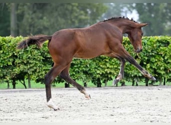 Pozostałe rasy, Ogier, Źrebak (06/2024)