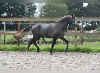Pozostałe rasy, Wałach, 3 lat, 145 cm, Karosiwa