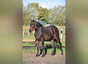 Pozostałe rasy, Wałach, 3 lat, 155 cm, Ciemnogniada
