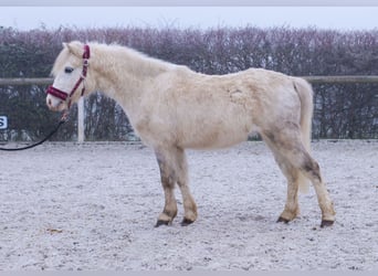 Pozostałe rasy, Wałach, 4 lat, 112 cm, Siwa