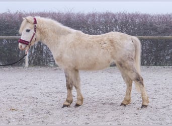 Pozostałe rasy, Wałach, 4 lat, 112 cm, Siwa