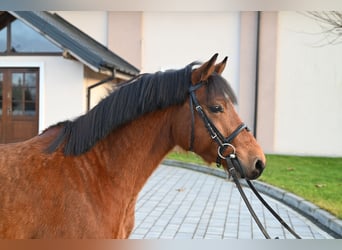 Pozostałe rasy, Wałach, 4 lat, 137 cm, Gniada