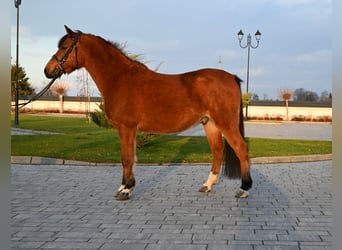 Pozostałe rasy, Wałach, 4 lat, 137 cm, Gniada