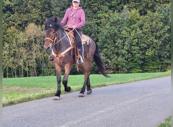 Pozostałe rasy, Wałach, 4 lat, 165 cm, Gniadodereszowata
