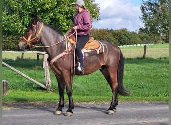 Pozostałe rasy, Wałach, 4 lat, 165 cm, Gniadodereszowata