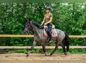 Pozostałe rasy Mix, Wałach, 5 lat, 150 cm, Karodereszowata