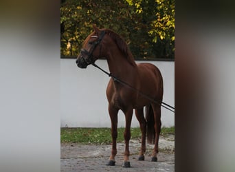 Pozostałe rasy, Wałach, 5 lat, 157 cm, Kasztanowata