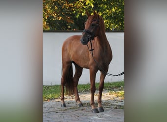 Pozostałe rasy, Wałach, 5 lat, 157 cm, Kasztanowata