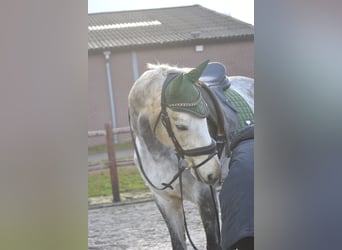 Pozostałe rasy, Wałach, 5 lat, 161 cm, Siwa