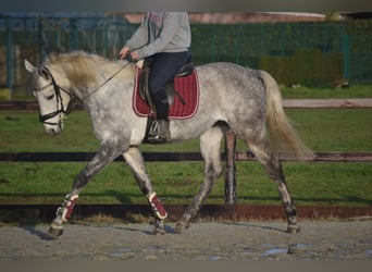 Pozostałe rasy, Wałach, 5 lat, 161 cm, Siwa