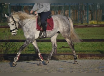 Pozostałe rasy, Wałach, 5 lat, 161 cm, Siwa