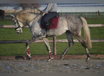Pozostałe rasy, Wałach, 5 lat, 161 cm, Siwa