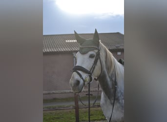 Pozostałe rasy, Wałach, 5 lat, 161 cm, Siwa