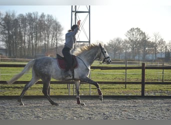 Pozostałe rasy, Wałach, 5 lat, 161 cm, Siwa