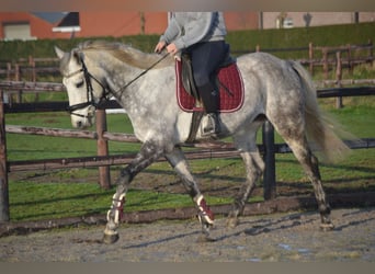 Pozostałe rasy, Wałach, 5 lat, 161 cm, Siwa
