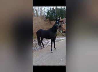 Pozostałe rasy, Wałach, 6 lat, 155 cm, Kara