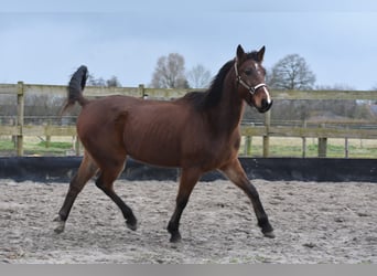 Pozostałe rasy, Wałach, 6 lat, 162 cm, Gniada